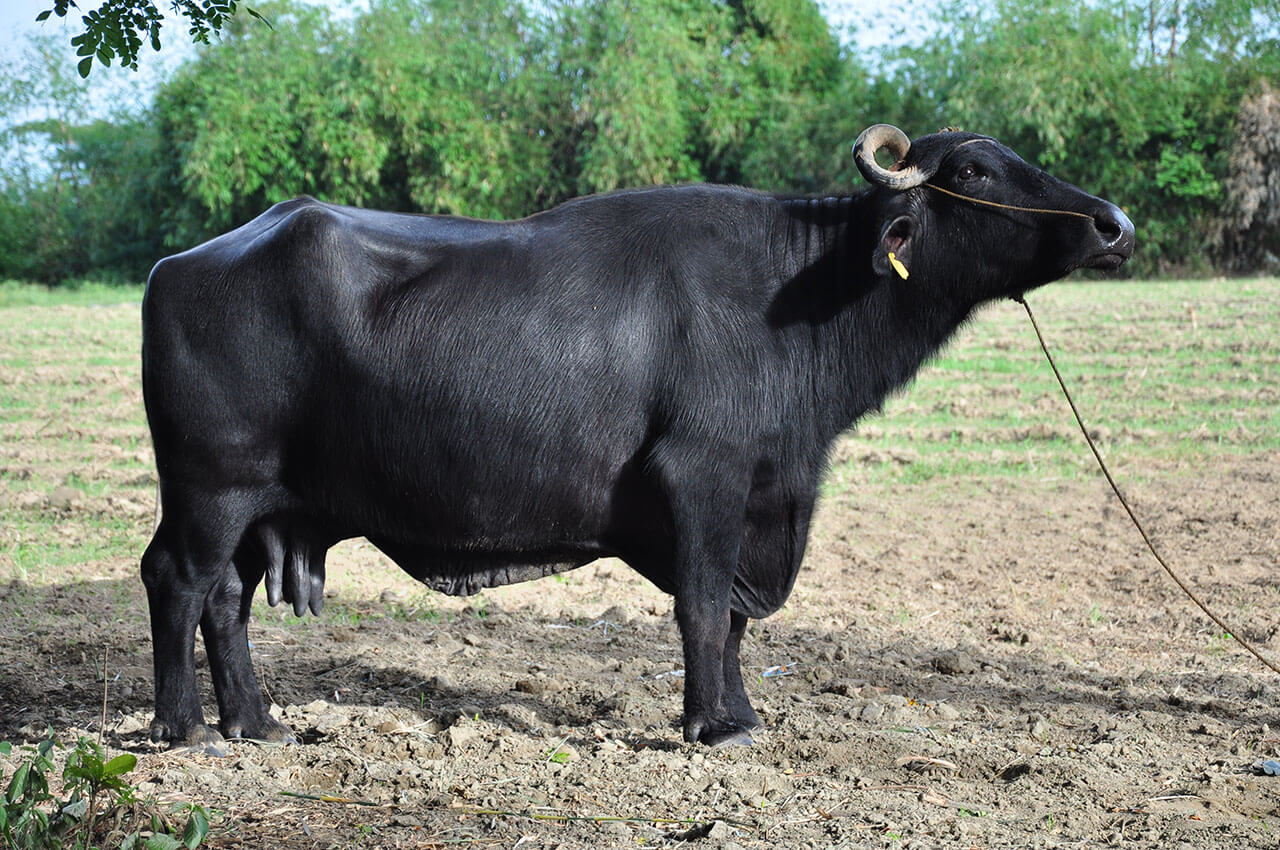 Carabao